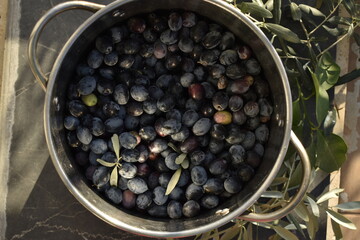 fresh black olives harvest in big pan top view