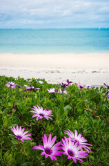 flowers on the beach