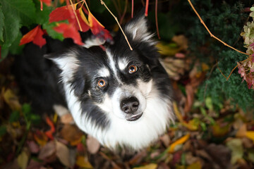 Obraz premium Beautiful Border Collie dog posing among colorful autumn leaves. Intelligent herding dog with bright eyes surrounded by red and orange foliage, looking up at the camera. 