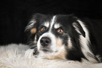 Border Collie lying on a rug, focused expression while watching and catching a treat.	