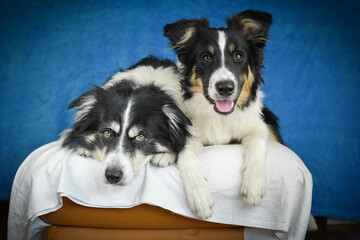 Cute Border Collie puppy lying on fluffy rug in studio. Adorable Border Collie puppy lying on a white fluffy rug against a blue studio background. The young dog looks directly at the camera.
