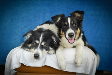 Cute Border Collie puppy lying on fluffy rug in studio. Adorable Border Collie puppy lying on a white fluffy rug against a blue studio background. The young dog looks directly at the camera.