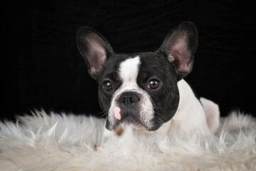 French Bulldog lying on a fluffy white rug against a black background, looking calm and relaxed.