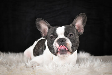 French Bulldog lying on a fluffy white rug against a black background, looking calm and relaxed.