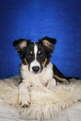 Cute Border Collie puppy lying on fluffy rug in studio. Adorable Border Collie puppy lying on a white fluffy rug against a blue studio background. The young dog looks directly at the camera.