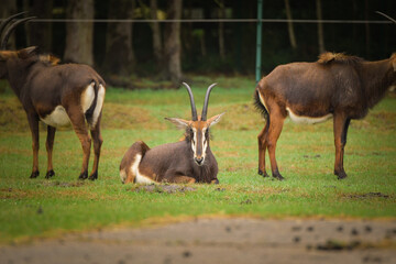 A sable antelope rests on the grass in a relaxed position. Its long horns and calm posture create a peaceful yet impressive portrait.