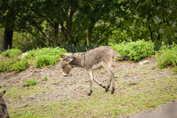 Newborn donkey foal walking on grass slope, still with wet fur.	