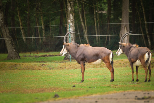 Two sable antelopes stand together in a grassy area. Their dark fur and impressive long horns make them appear majestic and powerful.