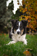 Beautiful Border Collie dog posing among colorful autumn leaves. Intelligent herding dog with bright eyes surrounded by red and orange foliage, looking up at the camera.	