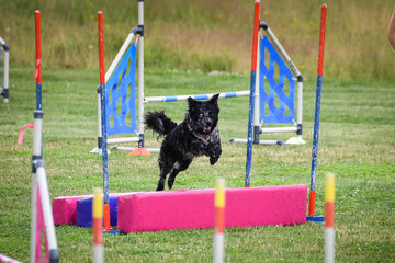 A small dog is captured in mid-air while jumping over an agility long jump. With ears lifted, focused expression, and front paws extended forward