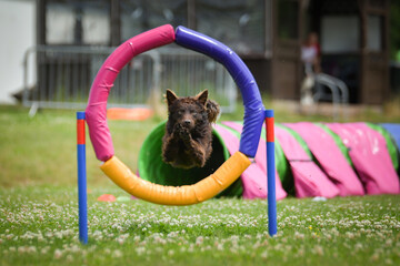 Dogs performing agility by jumping through a colorful hoop during outdoor training. Energetic canine athletes showing speed, focus, and enthusiasm on a sunny day. © doda