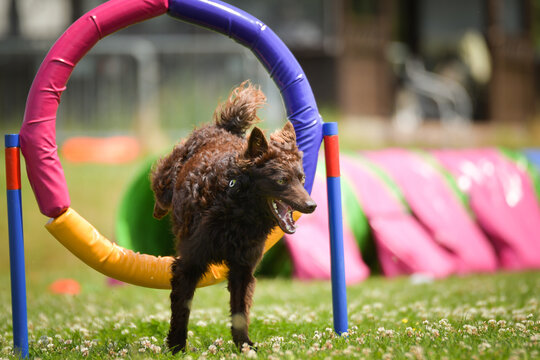 Dogs performing agility by jumping through a colorful hoop during outdoor training. Energetic canine athletes showing speed, focus, and enthusiasm on a sunny day. - Powered by Adobe