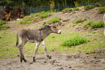 Newborn donkey foal walking on grass slope, still with wet fur.	
