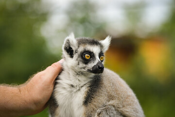 Obraz premium A ring-tailed lemur sitting and calmly observing its surroundings. The lemur’s expressive yellow eyes, soft grey fur, and iconic striped tail are clearly visible, capturing its curious and relaxed beh
