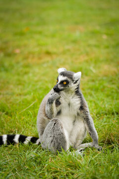A ring-tailed lemur sitting and calmly observing its surroundings. The lemur&rsquo;s expressive yellow eyes, soft grey fur, and iconic striped tail are clearly visible, capturing its curious and relaxed beh