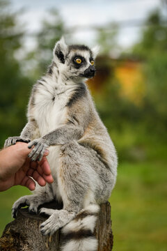 A ring-tailed lemur sitting and calmly observing its surroundings. The lemur&rsquo;s expressive yellow eyes, soft grey fur, and iconic striped tail are clearly visible, capturing its curious and relaxed beh
