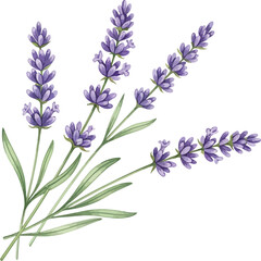 Fototapeta premium lavender, watercolor, painting, bouquet, purple, flowers, green, leaves, white, background, floral, botanical, illustration, art, drawing, nature, plant, herb, aromatic, fragrant, spring, summer, deco