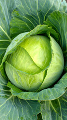Fototapeta premium Vibrant Cabbage Leaves Growing on Farm