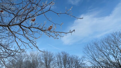 Obraz premium Winter branches - embrace the season's chill