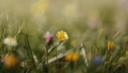 Delicate flower nestled in green grass, seasonal change