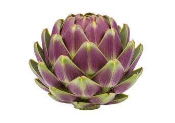 Fototapeta premium Isolated fresh artichoke, purple and green vegetable still life, raw organic ingredient, edible bud