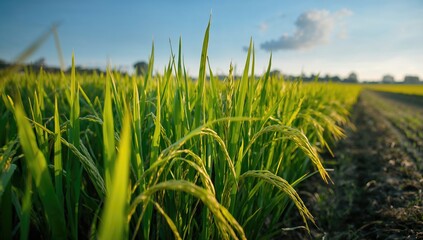 Obraz premium Rice field during early harvest season, showcasing agricultural growth, fiber-dense choice