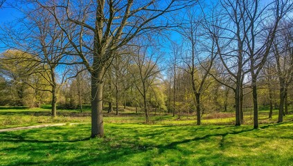 Obraz premium Lush forest with vibrant tree outlines, showcasing seasonal change