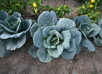 Cabbage plants grow in a vegetable garden under clear skies in the afternoon sunlight during summer...
