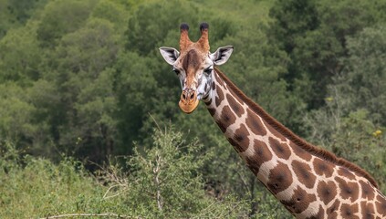 Obraz premium The Giraffe, the tallest land mammal, showcasing its unique adaptations for reaching high foliage, wildlife observation