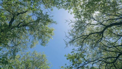 Looking up through the treetops, natural frame of foliage against the sky, seasonal change
