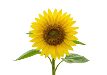 Naklejka premium Isolated sunflower with bright yellow petals and vibrant details in summer daylight