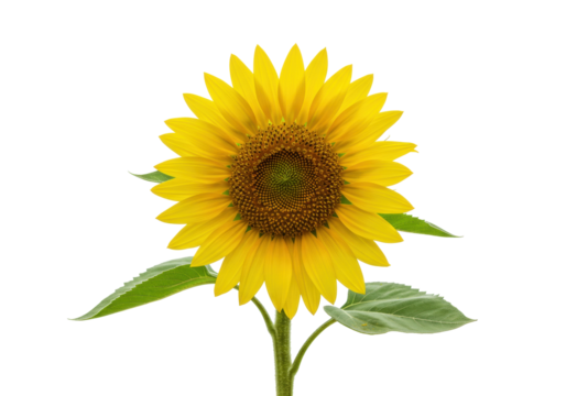 Isolated sunflower with bright yellow petals and vibrant details in summer daylight