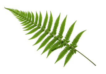 Isolated Leaf of Fern, Green Plant Frond Natural Tropical Leaf, Naturalist Decoration