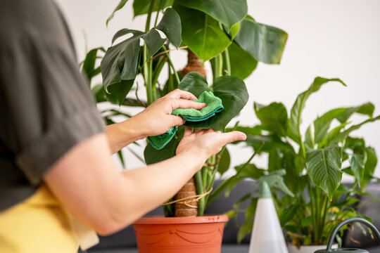 Hand cleaning green indoor plant leaves for healthy home care
