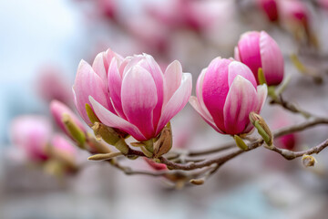 Obraz premium Pink magnolia blossoms blooming on tree in spring garden