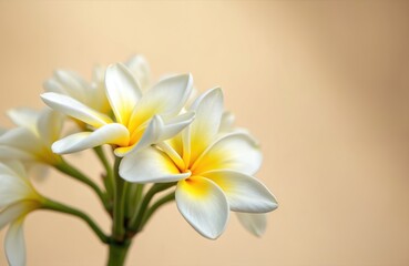 Fototapeta premium Cluster of white and yellow plumeria blossoms with delicate petals opens gently. Soft focus background accentuates fresh tropical flora beauty. Pure natural scent conveys peaceful calm.