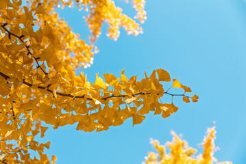 黄色く色づいたイチョウの葉と青空