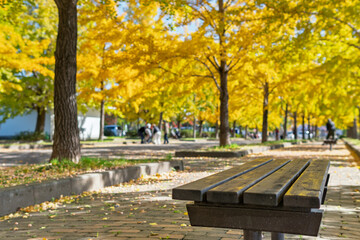 加須はなさき公園のイチョウの黄葉とベンチ