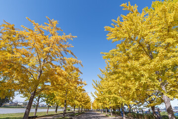 快晴の日の加須はなさき公園のイチョウ並木