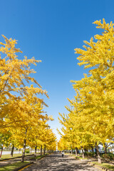 快晴の日の加須はなさき公園のイチョウ並木