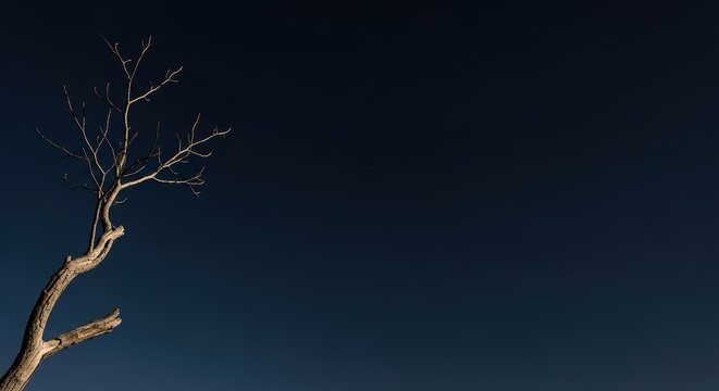 Minimalist lone tree against deep blue sky at sunset - Powered by Adobe