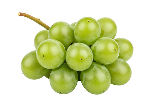 Isolated bunch of unripe green grapes, delicious, fresh, and healthy on no particular background