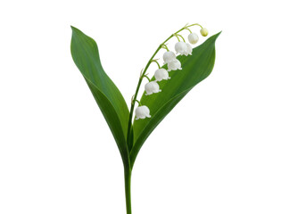 Isolated sprig of Lily of the Valley with delicate white bell-shaped flowers in spring season