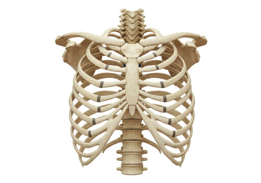 Isolated upper human body skeleton, including ribs, sternum, clavicle and spinal column
