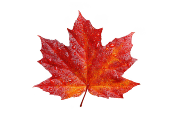 Red maple leaf