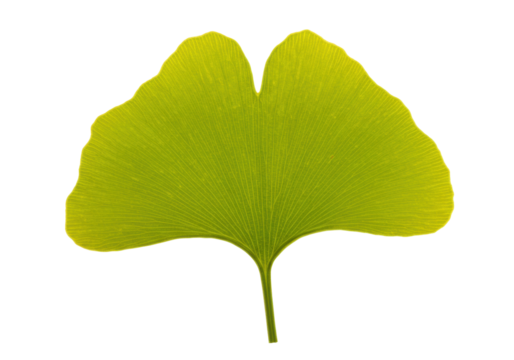 Isolated Ginkgo biloba leaf, vibrant green foliage of Maidenhair tree, medicinal plant