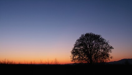 Obraz premium Autumn sunset featuring a lone tree silhouette against a clear evening sky, showcasing seasonal change
