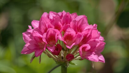 Pink flowers in bloom showcasing vibrant colors, perfect for a floral background, Spring season