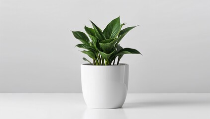 Fototapeta premium Single young zamioculcas with shiny green leaves in a white planter. Indoor potted plant isolated.