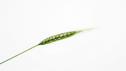Naklejka premium Unripe green wheat on a white backdrop, representing agricultural growth, Earth Day